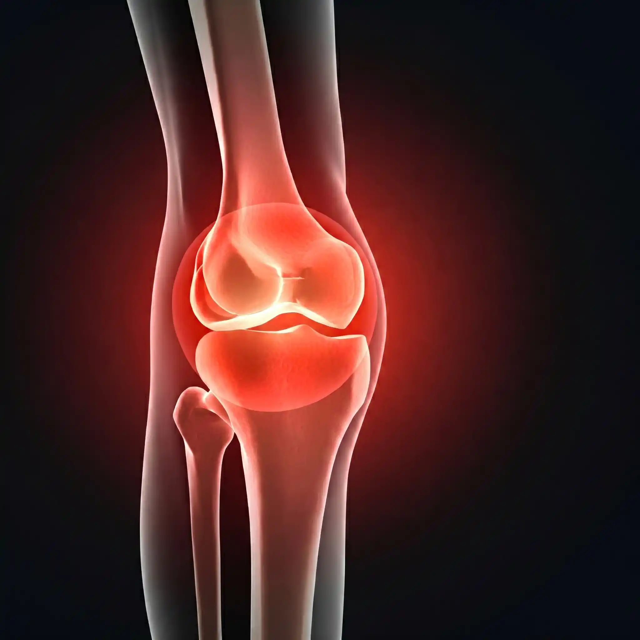 Knee Joint